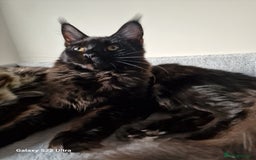 Maine Coon cats for sale: Studing solid black females🎀🐈‍⬛ - Image 4