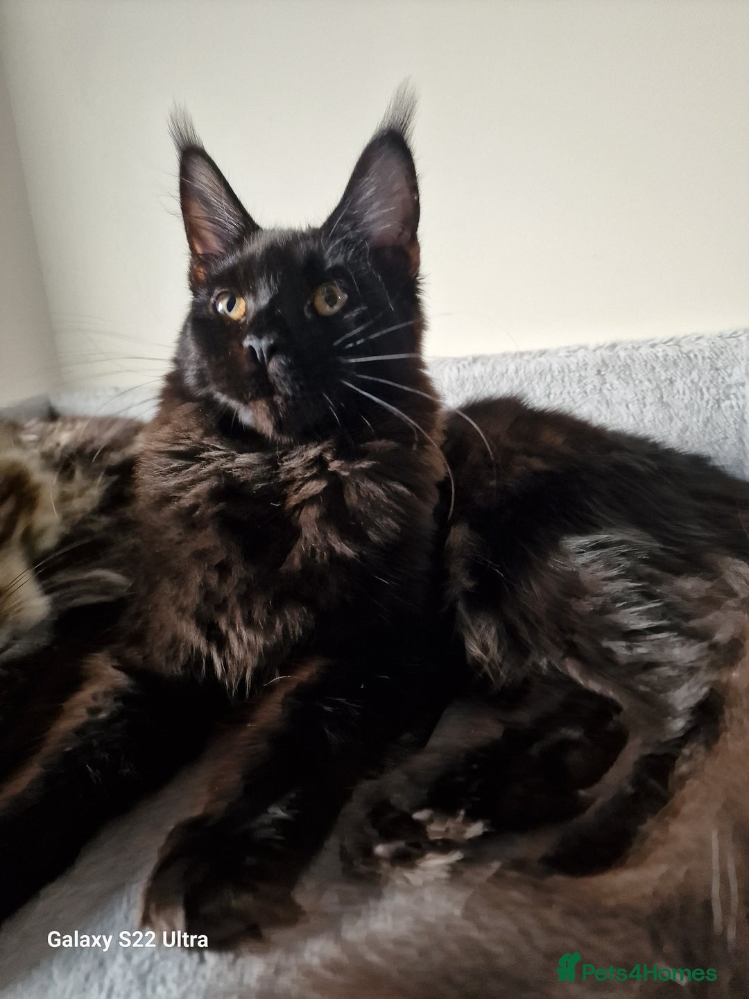 Maine Coon cats for sale: Studing solid black females🎀🐈‍⬛ - Image 4