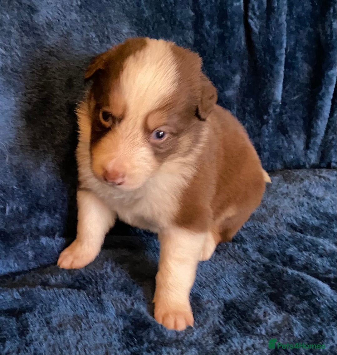 Border Collie dogs for sale: Quality Red, White & Gold Border Collie Pups - Advert 28