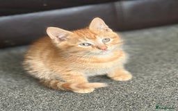 British Shorthair cats for sale: Beautiful fluffy ginger and torteshell kittens,  - Image 9