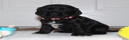 Cocker Spaniel dogs for sale: KC registered Show Cocker Spaniel  - Advert 8