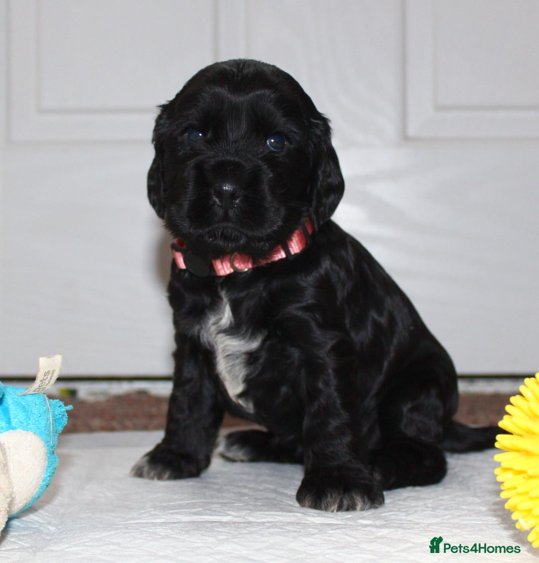 Cocker Spaniel dogs for sale: KC registered Show Cocker Spaniel  - Advert 8