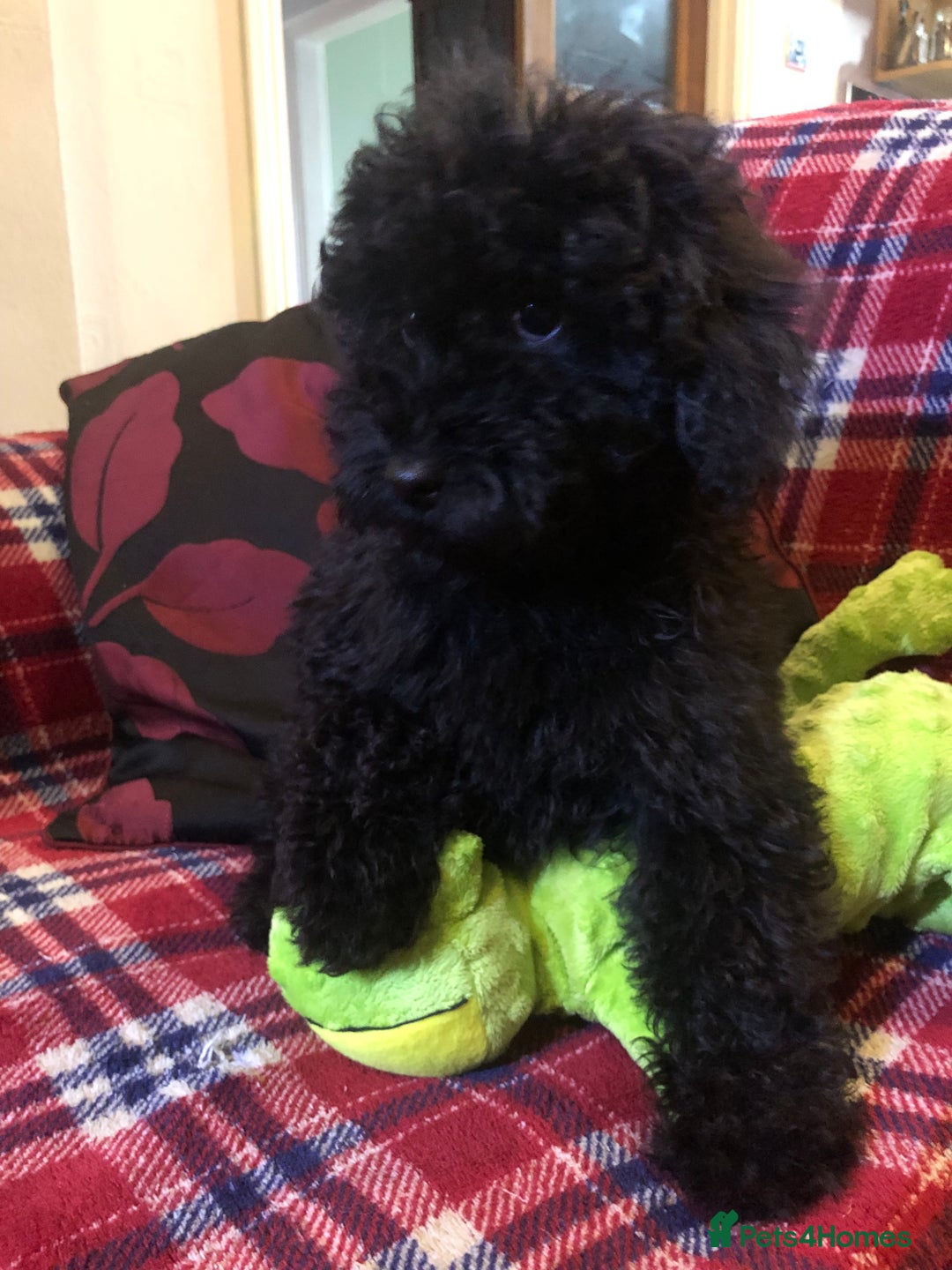 Cockapoo dogs for sale: Cockapoo puppies for sale  - Advert 2