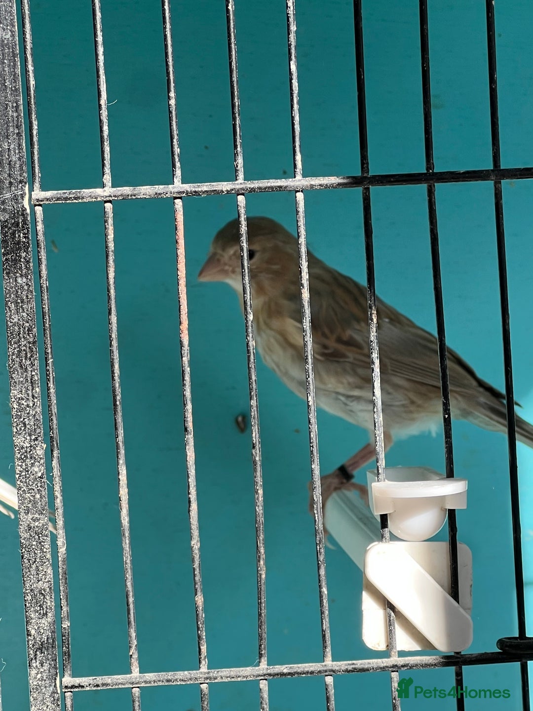 Canaries birds for sale: Young canaries  - Advert 15