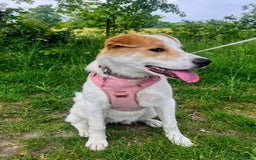 Mixed Breed dogs for adoption: Meet Nancy, currently residing in Hertfordshire  - Image 1