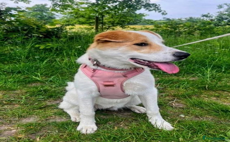 Mixed Breed dogs - Advert 1