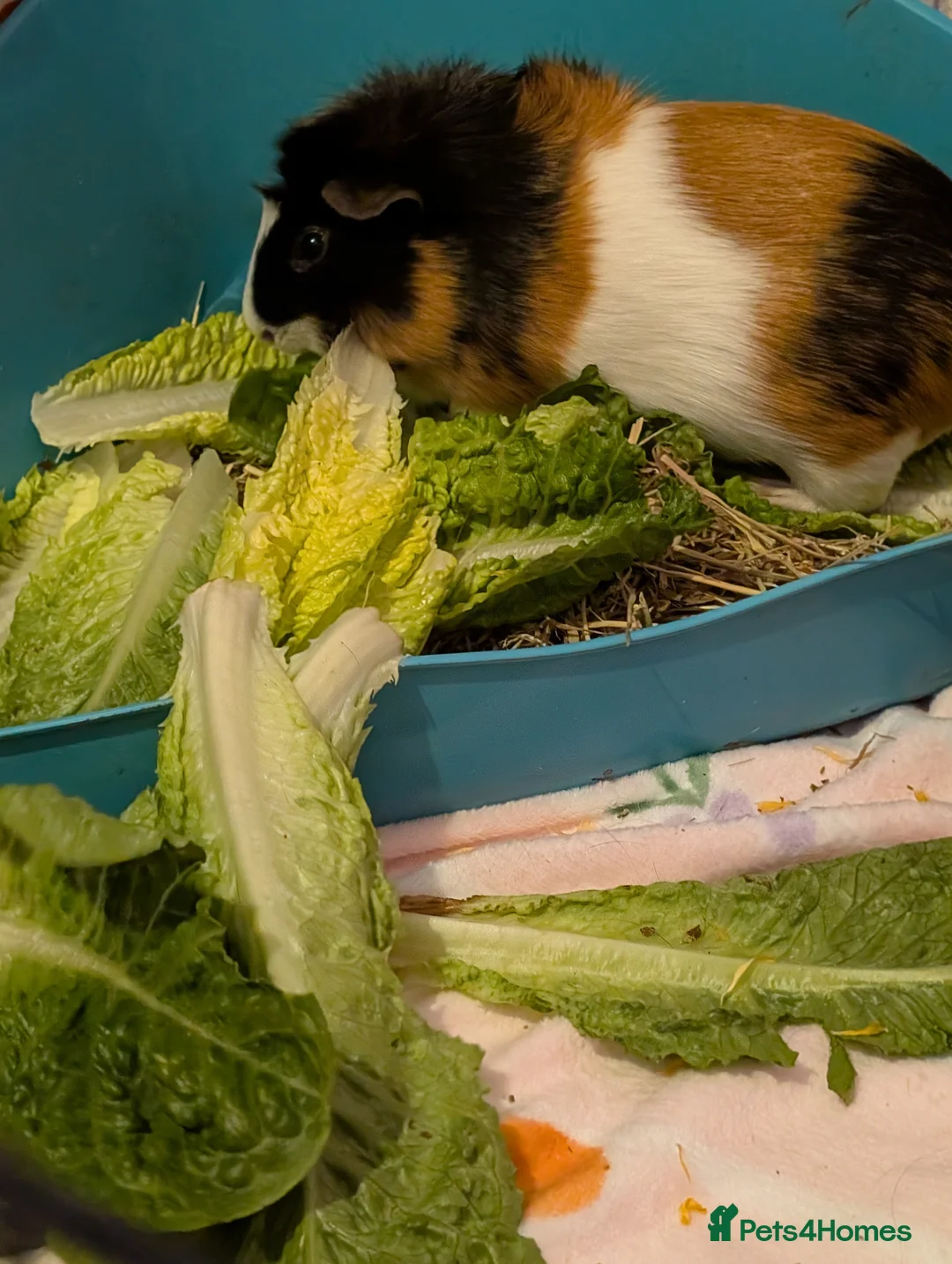 Guinea Pig rodents for sale: Two female guinea pigs - Advert 3