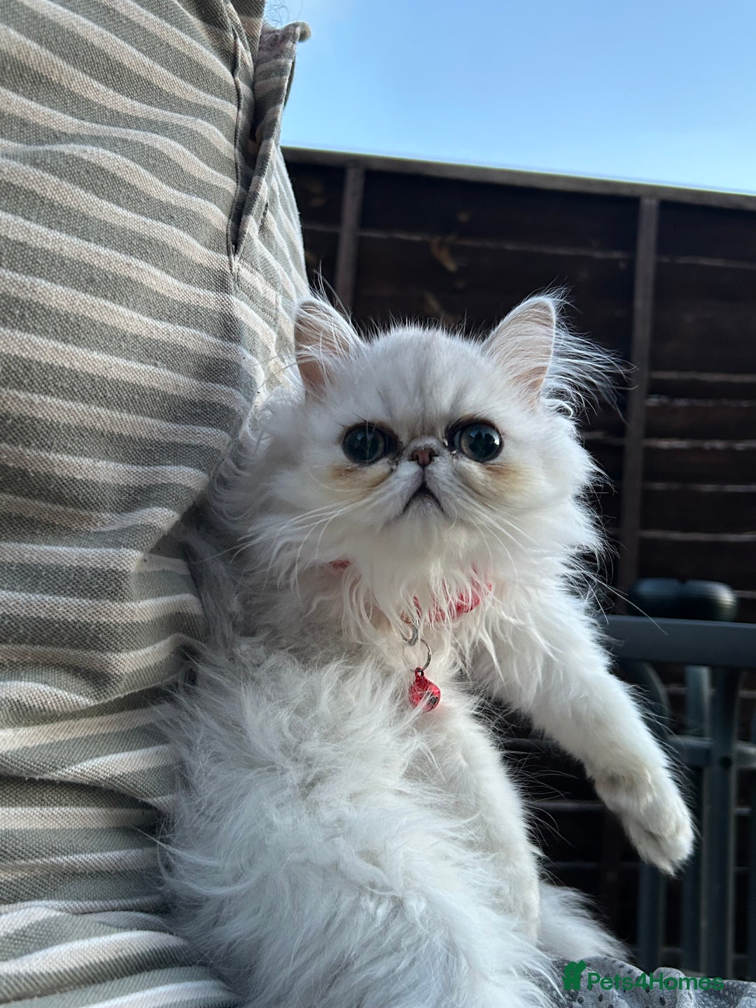 Persian cats for sale: Persian cats  - Image 2