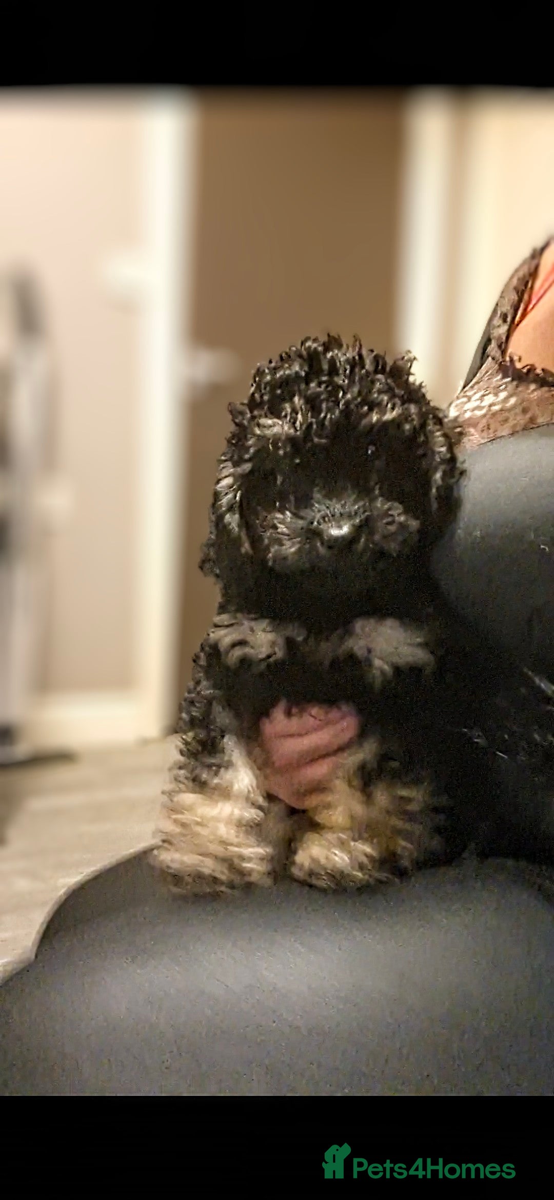 Cavapoo dogs Beautiful f1b Cavapoo puppies  - Advert 14