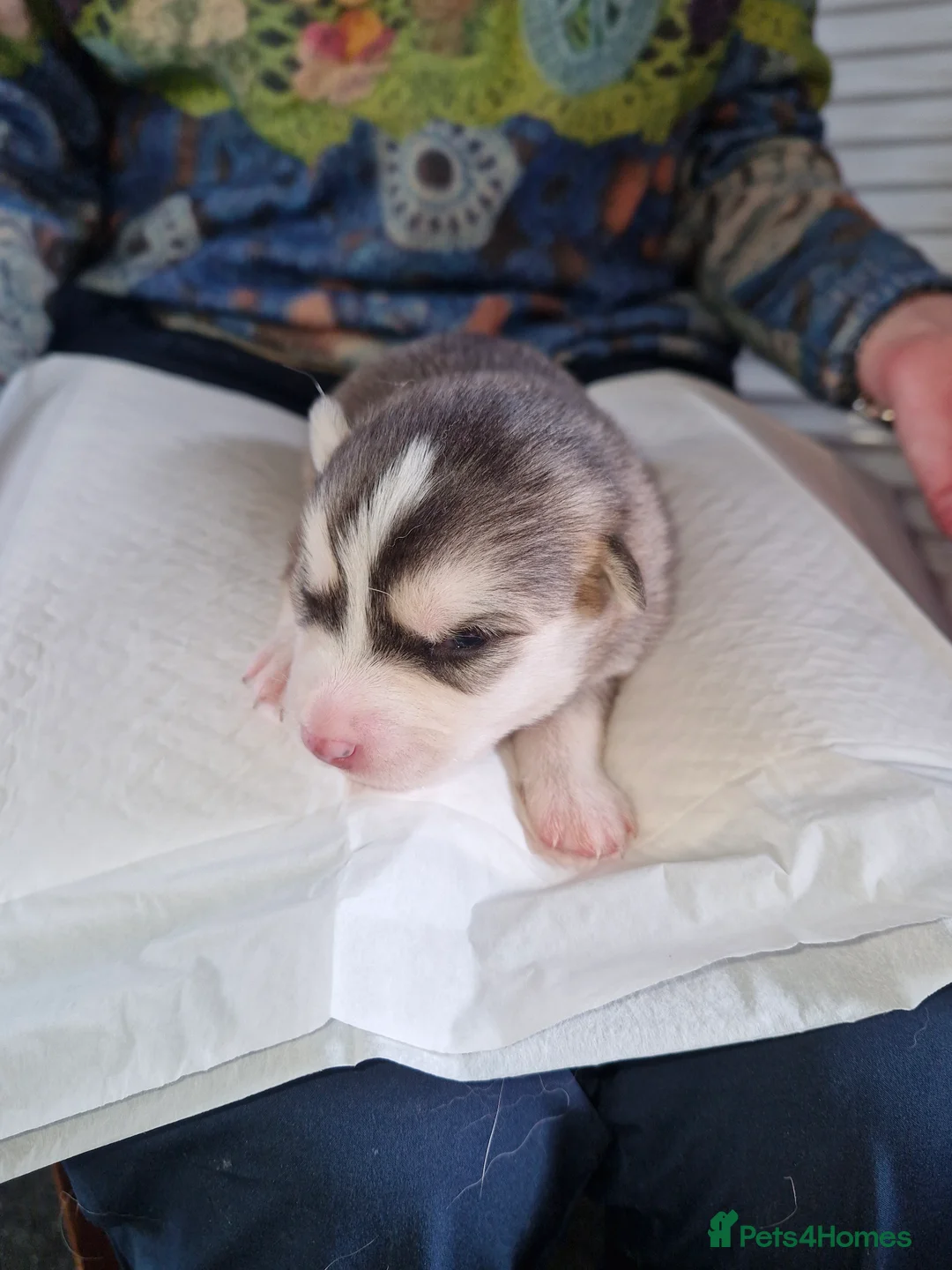 Pomsky dogs for sale: Litter of 6 Pomsky puppies - Advert 2