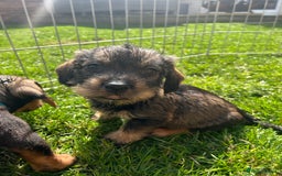 Dachshund dogs for sale: wirehaired dachshunds (teckels) - Image 38