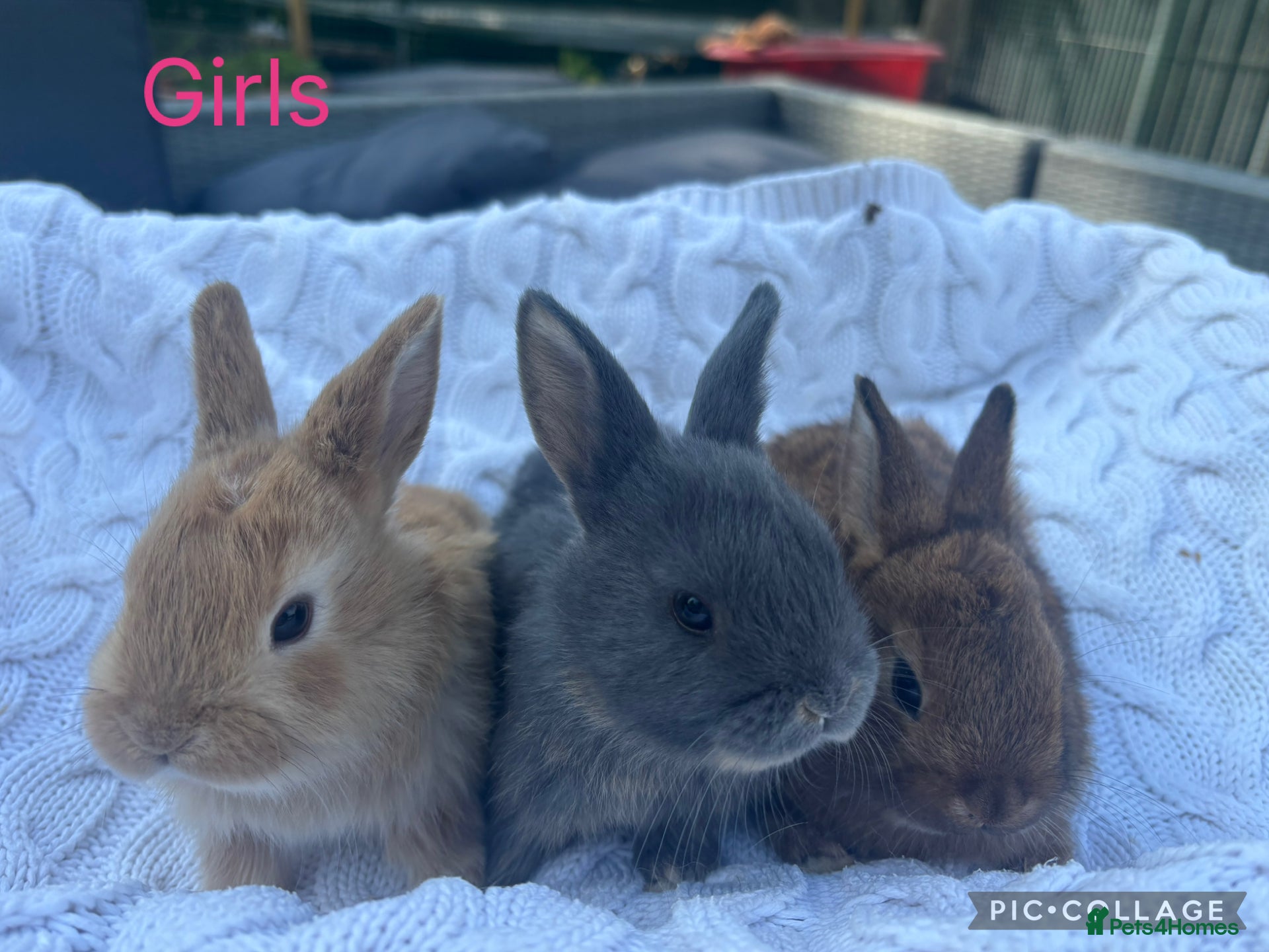 Mixed Breed rabbits 5 Rex x mini lops  - Advert 15