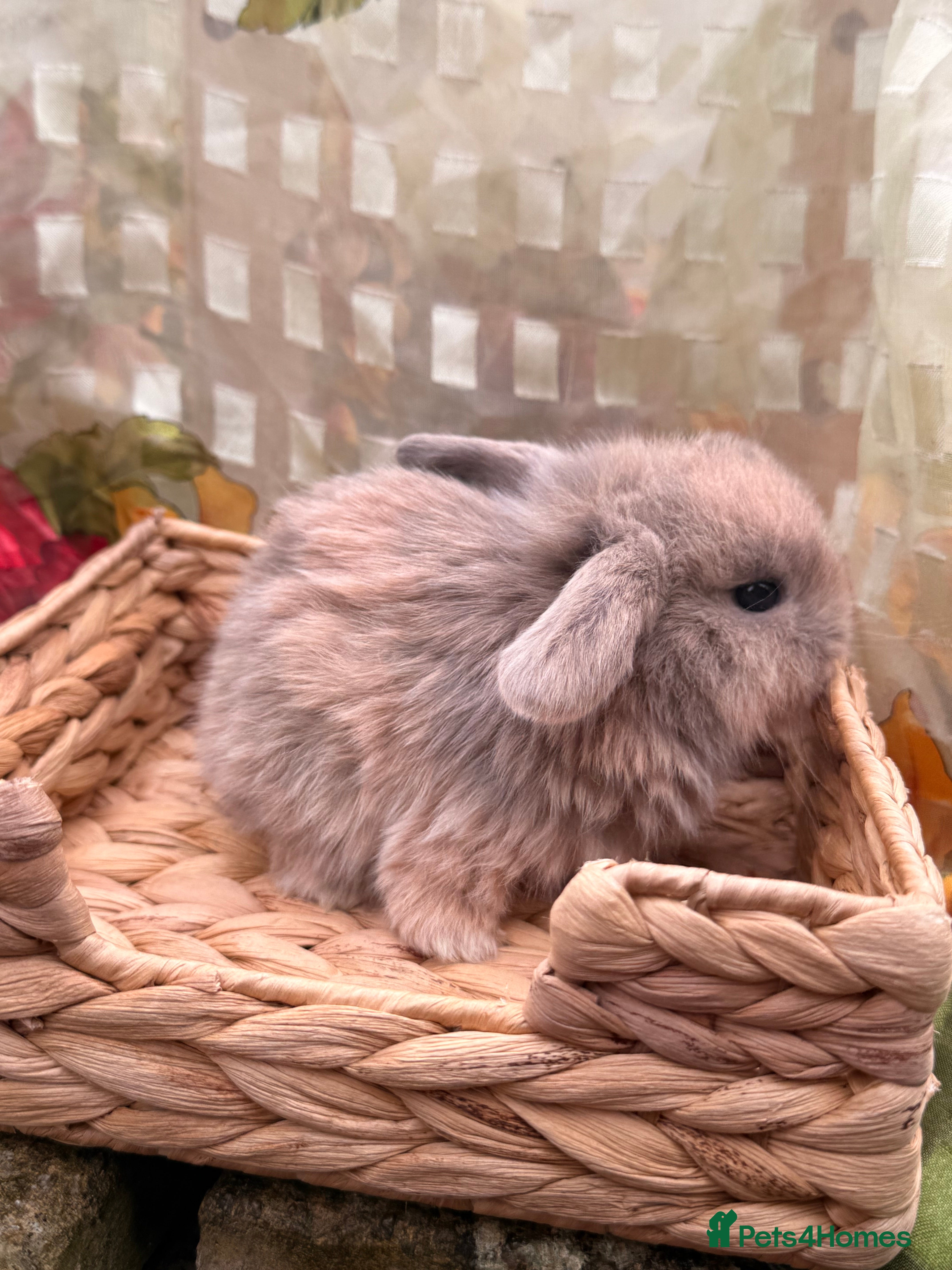 Mini Lop rabbits Mini lops looking for good homes - BOTH RESERVED - Advert 7