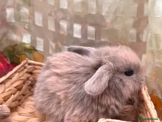 Mini Lop rabbits Mini lops looking for good homes - BOTH RESERVED - Advert 18