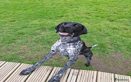 German Shorthaired Pointer dogs for sale: GSP Seeking Forever Home - Image 5
