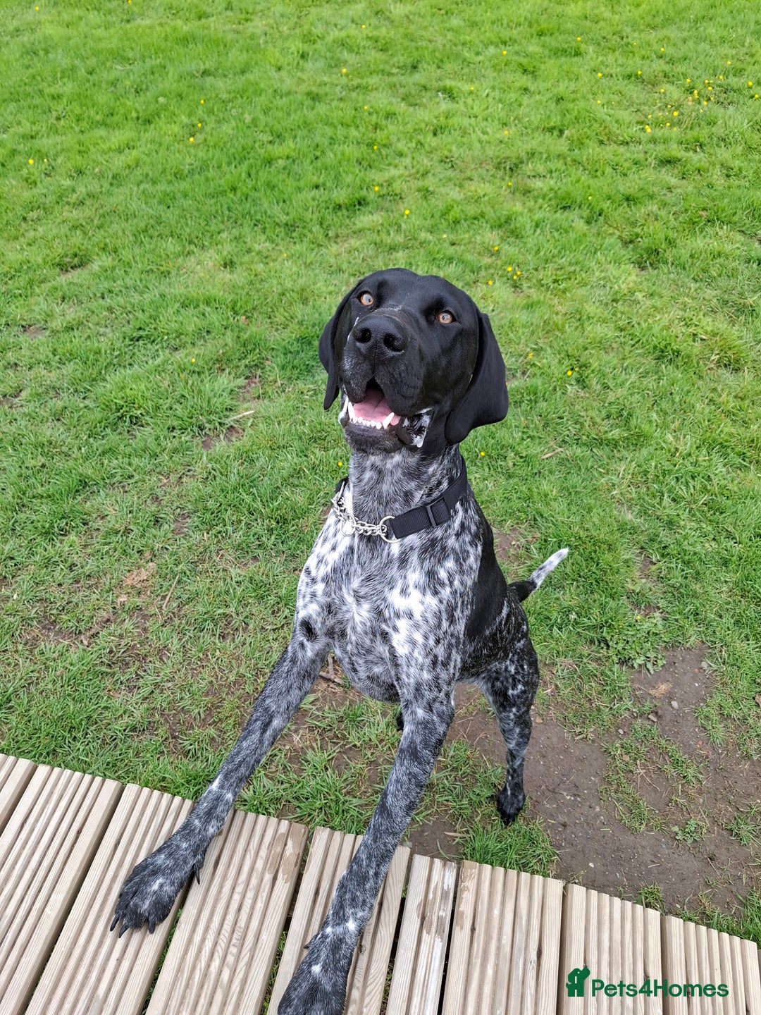 German Shorthaired Pointer dogs for sale: GSP Seeking Forever Home - Image 5