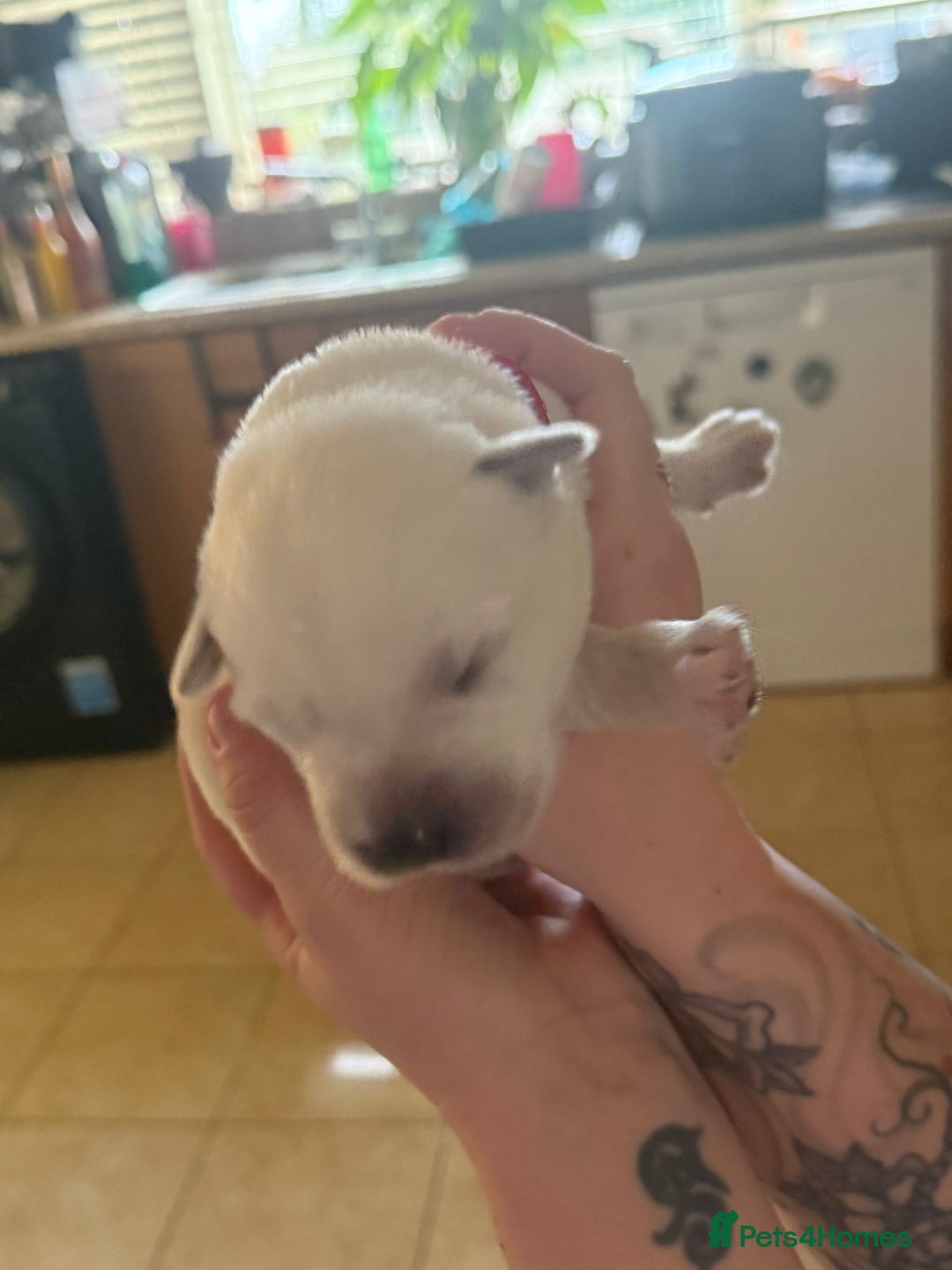 Mixed Breed dogs for sale: Huskador - Image 25