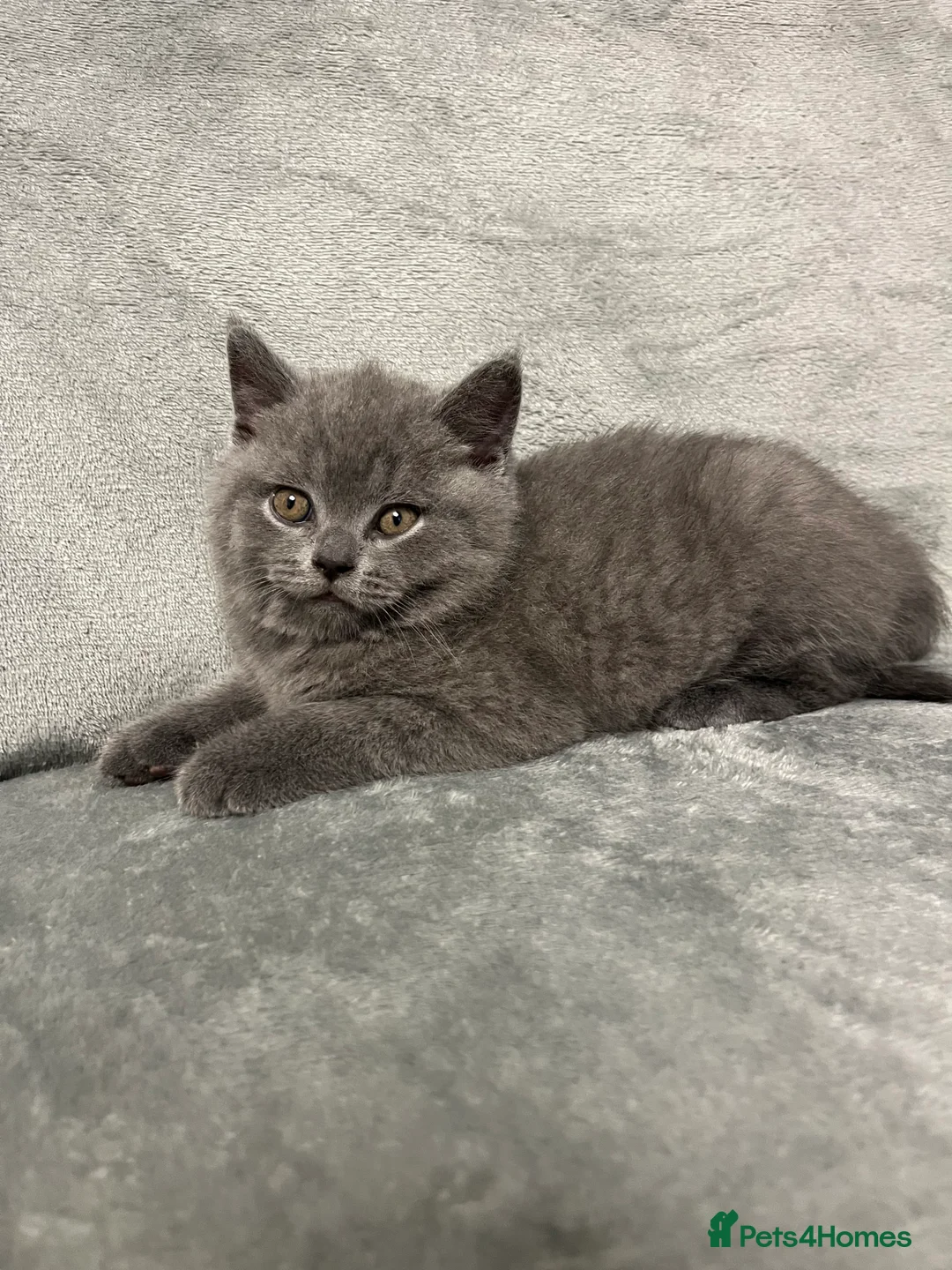 British Shorthair cats for sale: British Shorthair Kittens Available - Advert 24