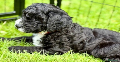 Cockapoo dogs - Advert 13