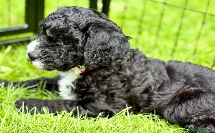 Cockapoo dogs - Advert 2