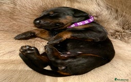 Dobermann dogs for sale: KC REGISTERED HEALTH TESTED DOBERMAN PUPS - Image 19