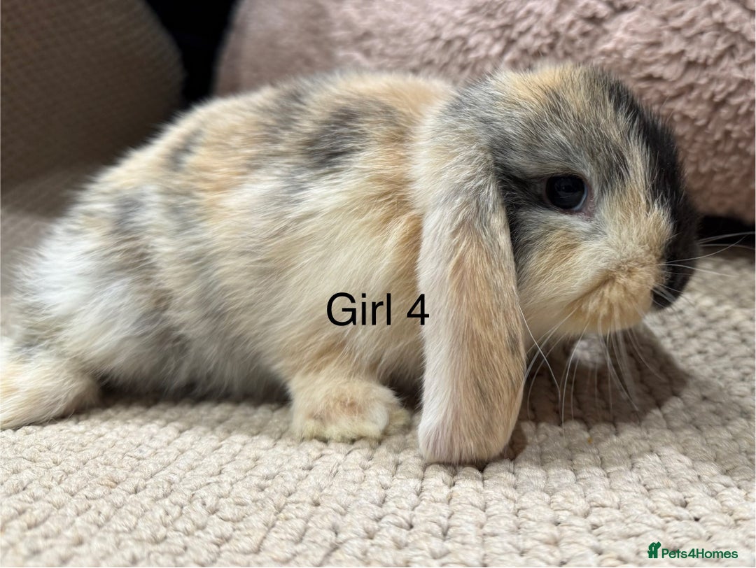 Mini Lop rabbits for sale: 🌸 Harlequin mini lops 🌸 ready to reserve  - Image 4