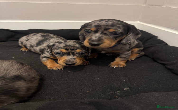 Miniature Dachshund dogs - Advert 11