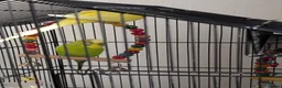Budgerigars birds for sale: 2 Beautiful Budgies with Cage & Toys - Advert 6