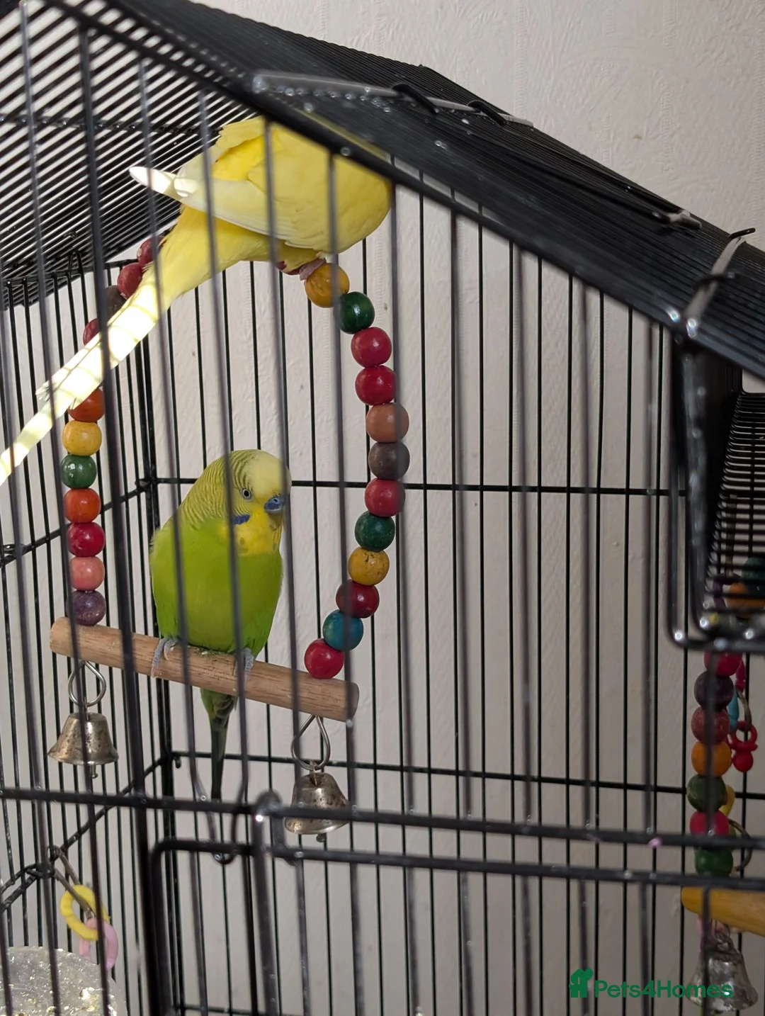 Budgerigars birds for sale: 2 Beautiful Budgies with Cage & Toys - Advert 6