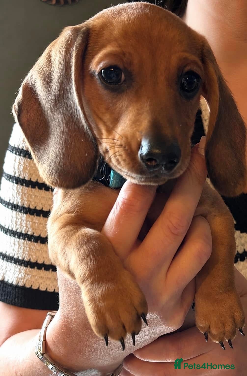 Miniature Dachshund dogs Miniature Dachshunds  - Advert 18