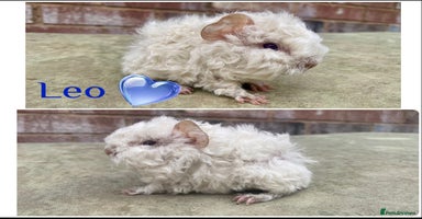 Guinea Pig rodents in Rotherham - Advert 9