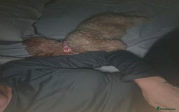 Toy Poodle dogs for sale: Beautiful toy poodle girl - Advert 4