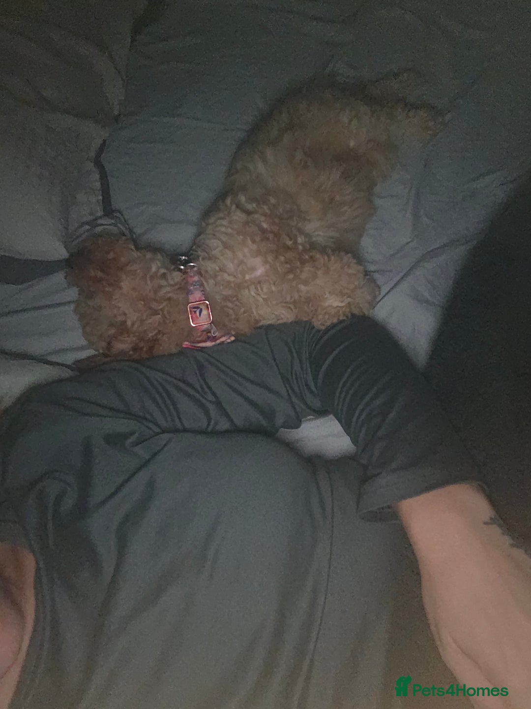 Toy Poodle dogs for sale: Beautiful toy poodle girl - Advert 4