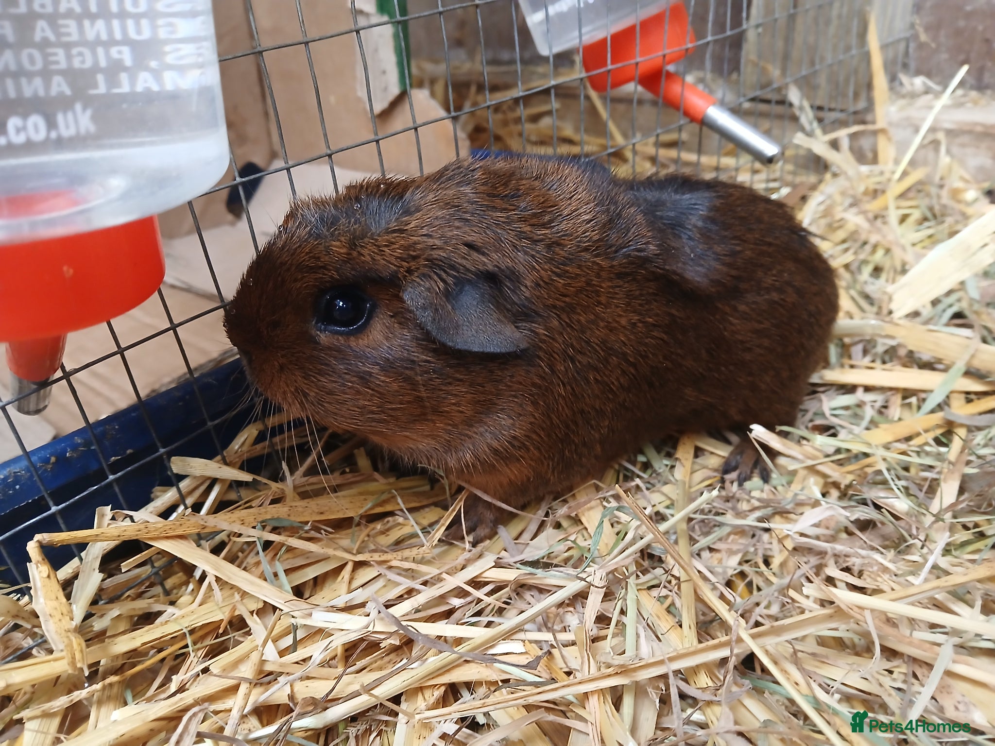 Guinea Pig rodents Young male guineapigs - Advert 4
