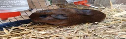 Guinea Pig rodents for sale: Young male guineapigs - Advert 1