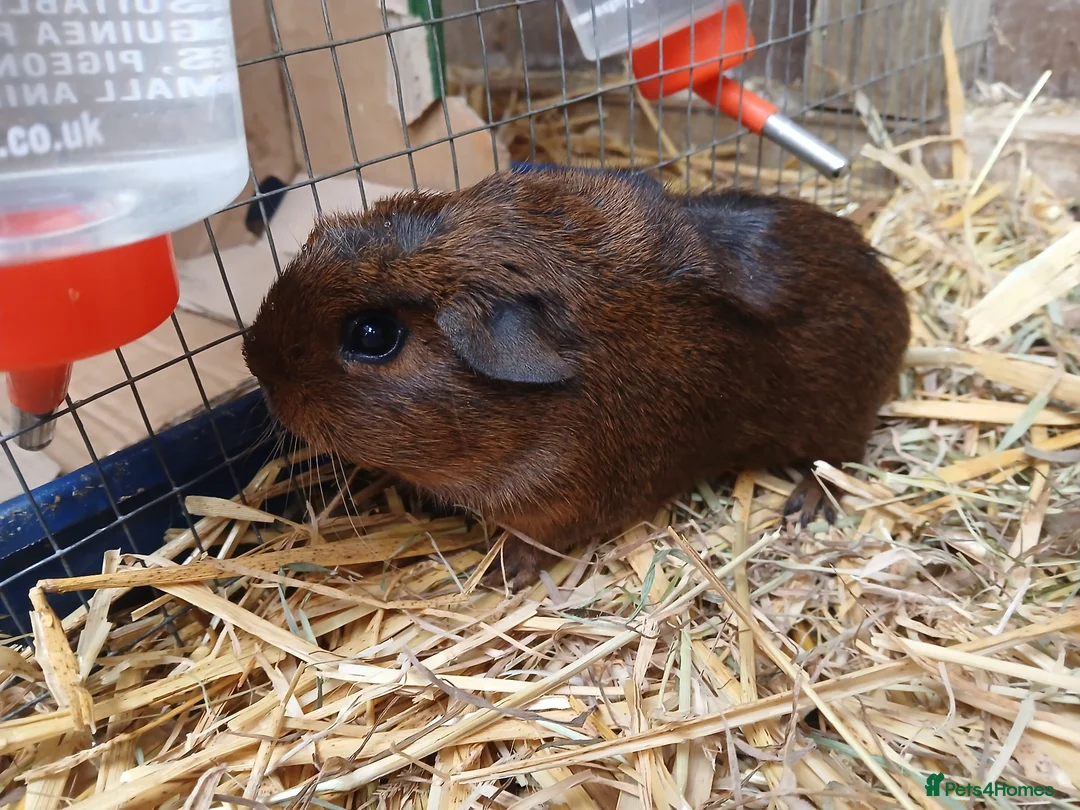 Guinea Pig rodents for sale: Young male guineapigs - Advert 1