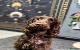 Cocker Spaniel dogs for sale: Cocker spaniel for unfortunate rehome🐶 - Image 4