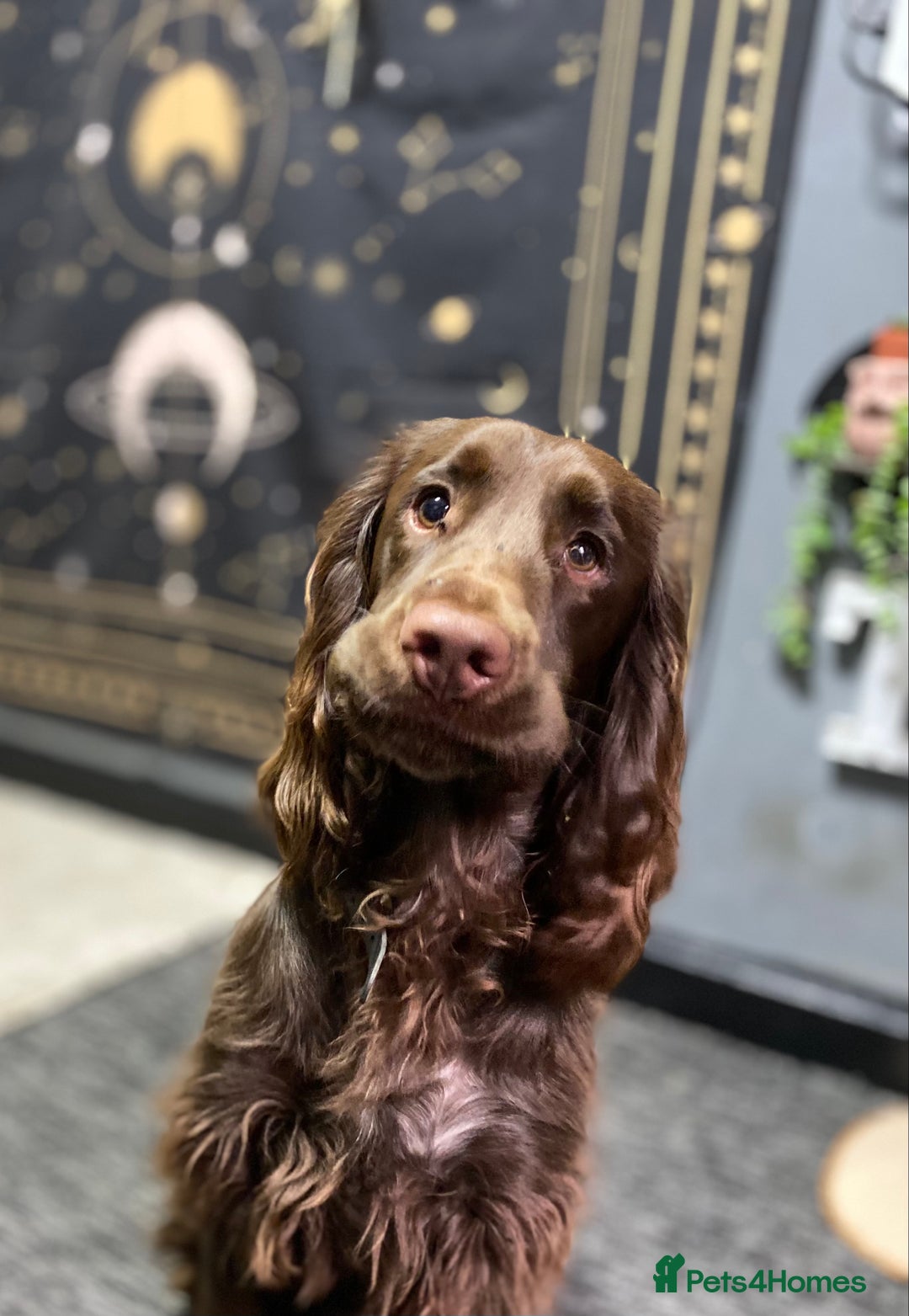 Cocker Spaniel dogs for sale: Cocker spaniel for unfortunate rehome🐶 - Image 4