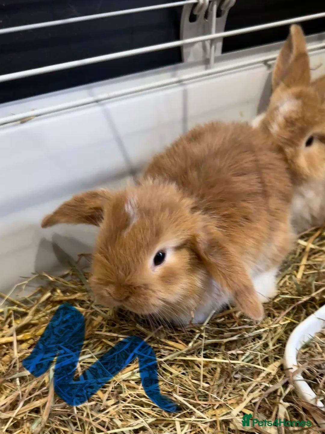 Mini Lop rabbits for sale: Mini lop babies for sale. Ready October 18th - Image 16