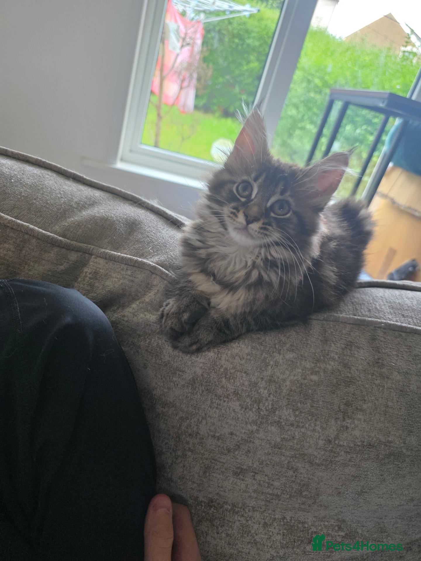 Maine Coon cats Ready now Pure breed Maine coons kittens 1g & 3b - Advert 1
