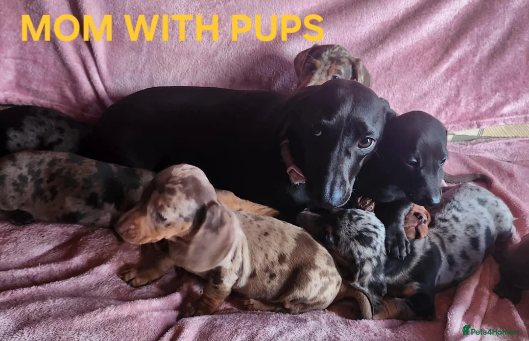Miniature Dachshund dogs for sale: 🐶🐶8 stunning miniature dashund puppy’s  - Advert 19