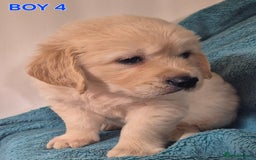 Golden Retriever dogs for sale: Show type Golden Retrievers health tested parents - Image 7