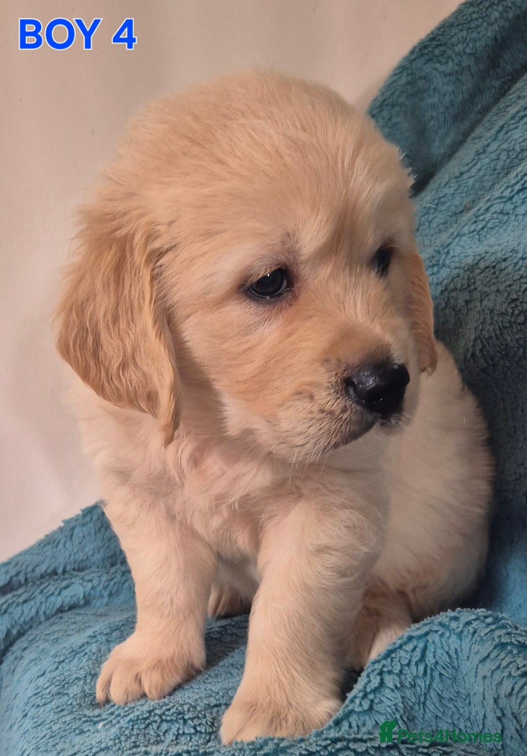 Golden Retriever dogs for sale: Show type Golden Retrievers health tested parents - Image 7