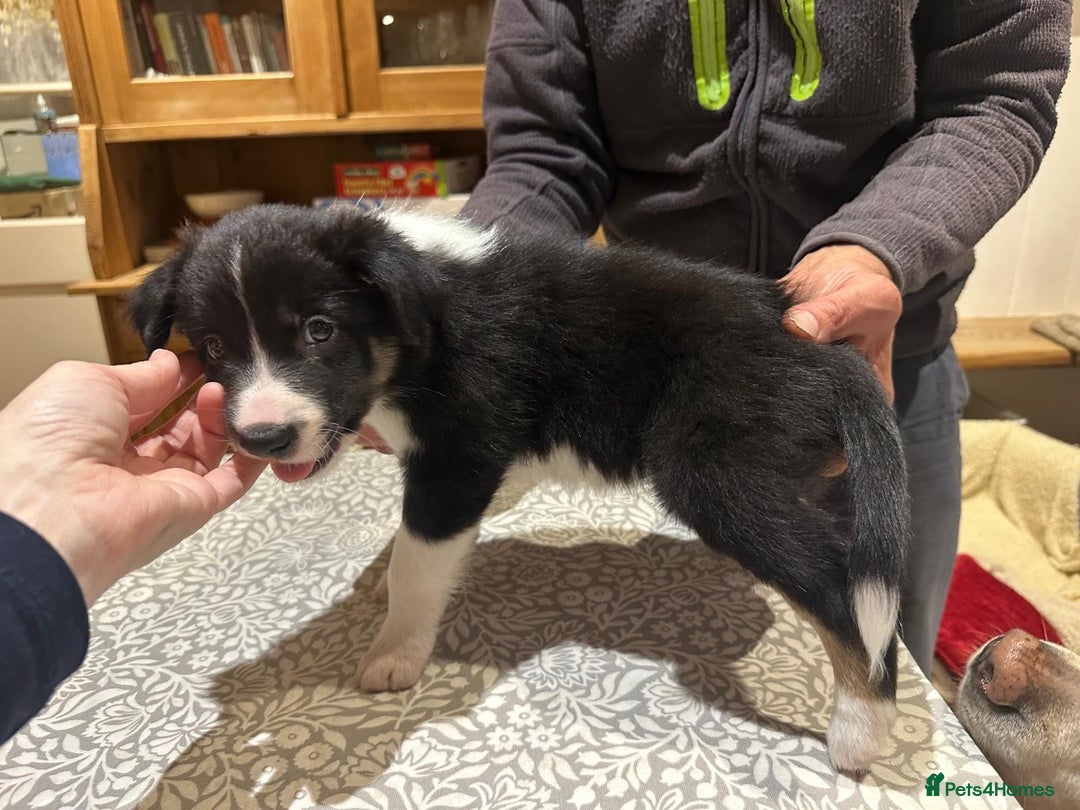 Border Collie dogs for sale: Adorable Border Collies for Sale - Advert 2