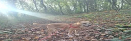 Mixed Breed dogs for sale: Beautiful older fella for adoption - Advert 16
