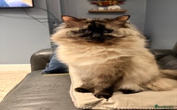 Ragdoll cats for sale: Ragdoll female  - Image 5