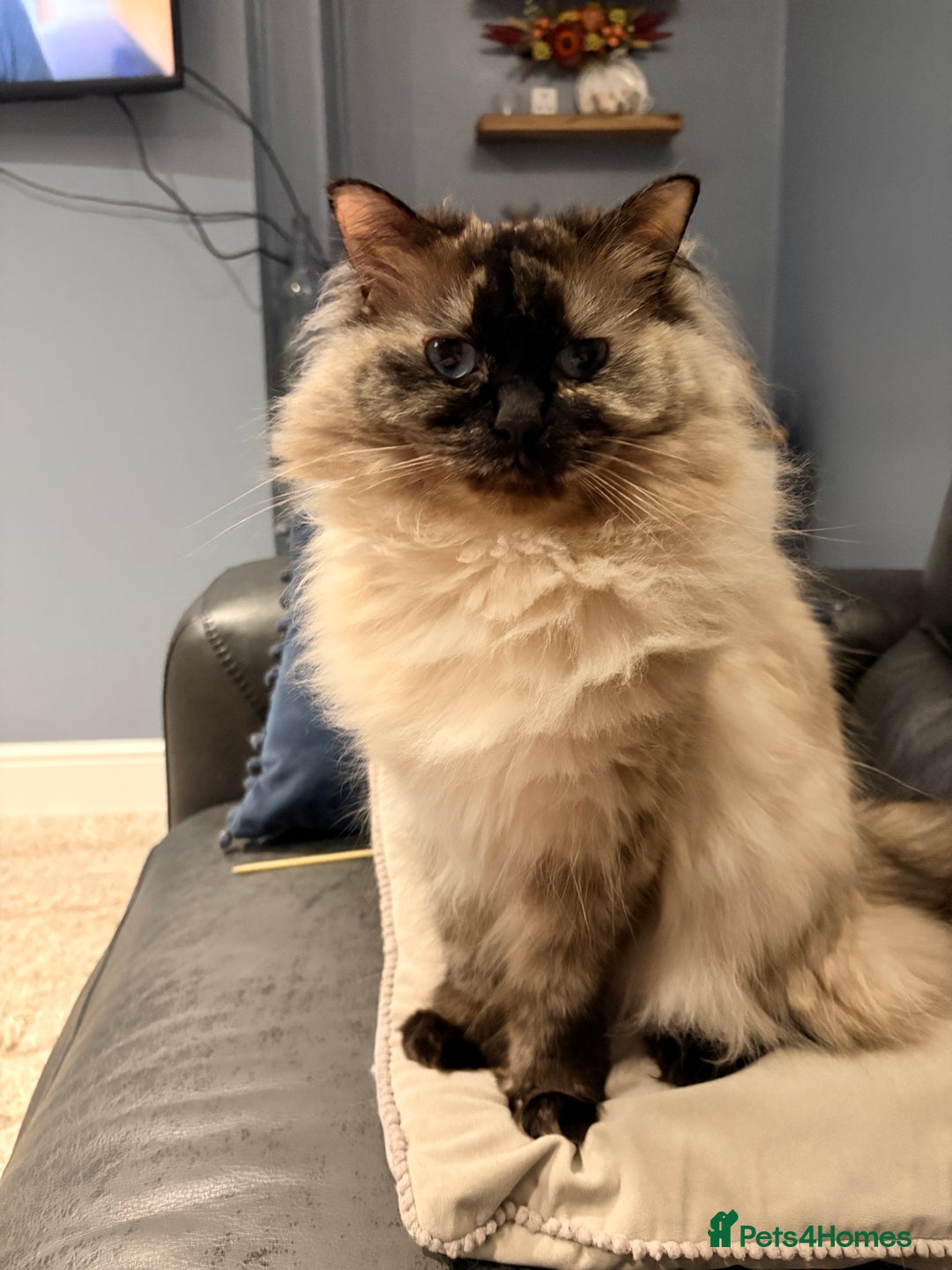 Ragdoll cats for sale: Ragdoll female  - Image 5