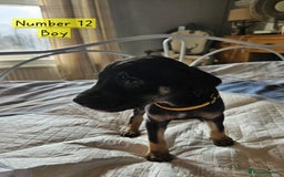 Mixed Breed dogs for sale: BEAUTIFUL LURCHER PUPPIES - Image 6