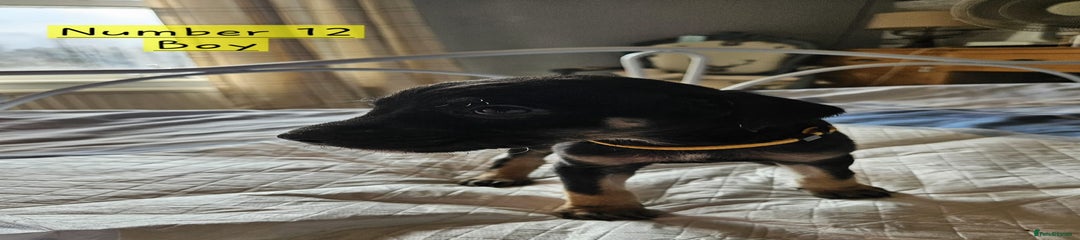 Mixed Breed Puppy 12