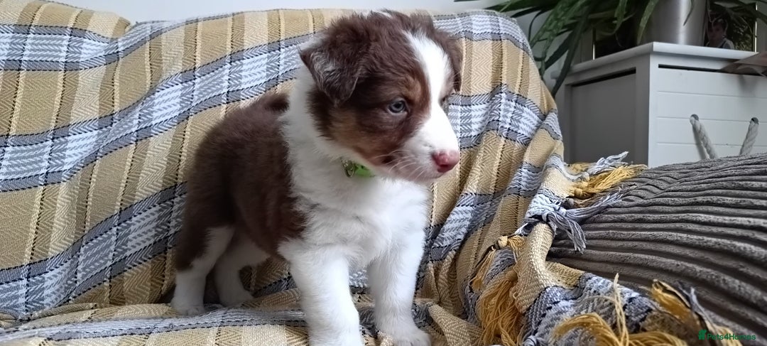 Australian Shepherd dogs for sale: Australian Shepherd puppies looking for new home in Peterborough - Image 14
